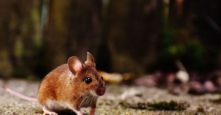 Niepokojące wieści z Niemiec. Zwierzęcy wirus przeszedł z myszy na człowieka