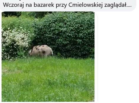 Mieszkańcy na lokalne facebookowe grupy wrzucają zdjęcia dzików.
