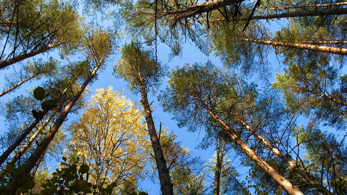 Bielik na gniazdo wybrał koronę starej sosny.
