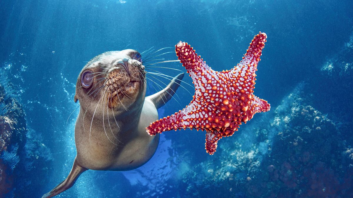 Lew morski pozował do zdjęć jak prawdziwy model. Wyszedł przeuroczo! 1