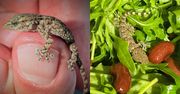 Gekon w rukoli z Lidla. Niezwykła podróż przez pół Europy