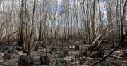 Katastrofa klimatyczna coraz bliżej? Skutki odczujemy na przestrzeni 20-40 lat