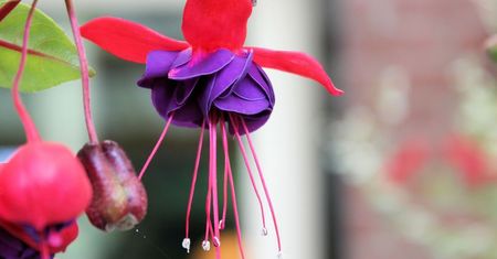 Swift obsługiwany w Fuchsia OS: język Apple'a w systemie Google'a