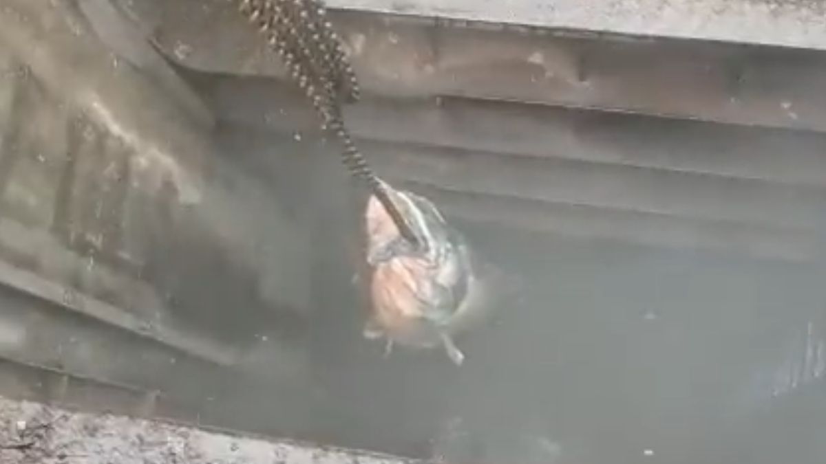 Gigantyczny sum zatkał kanalizację