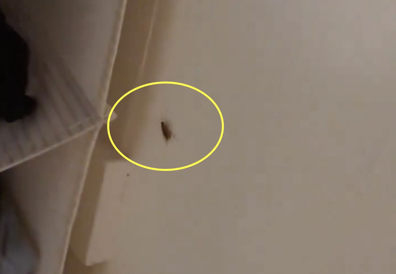 Wynajęła mieszkanie na miesiąc. Wytrzymała w nim 18 godzin
