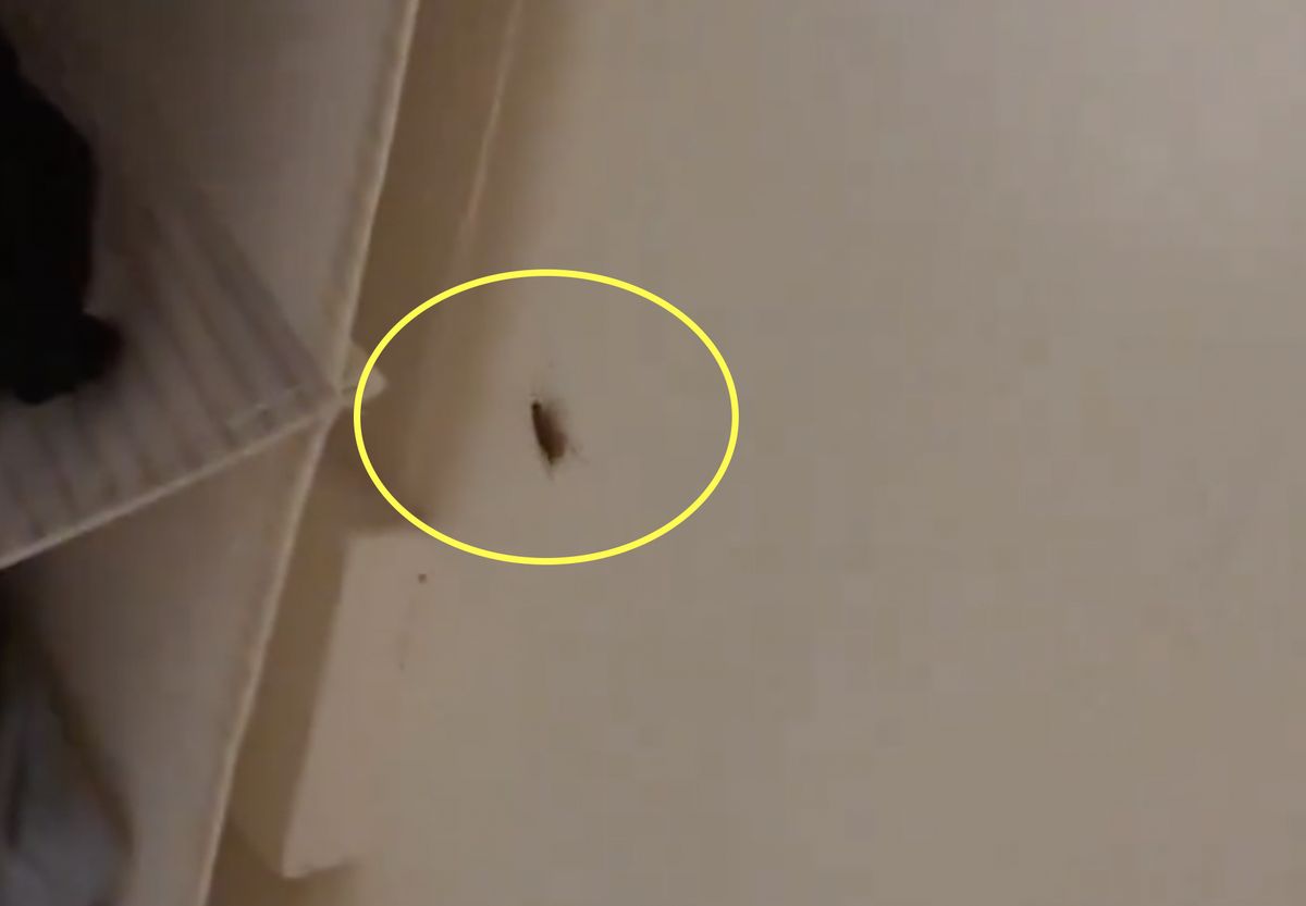 W wynajętym mieszkaniu Melanie znalazła m.in. karaluchy 