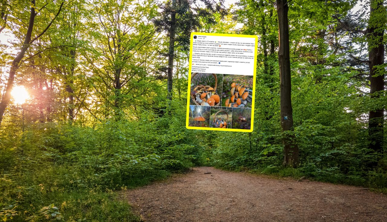 "Przejęły las". Tylko zajrzała między brzozy