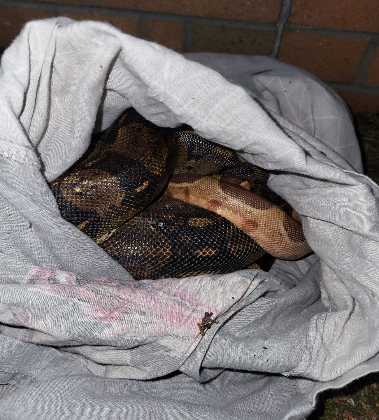 Pytony w worku wyrzucone przy drodze