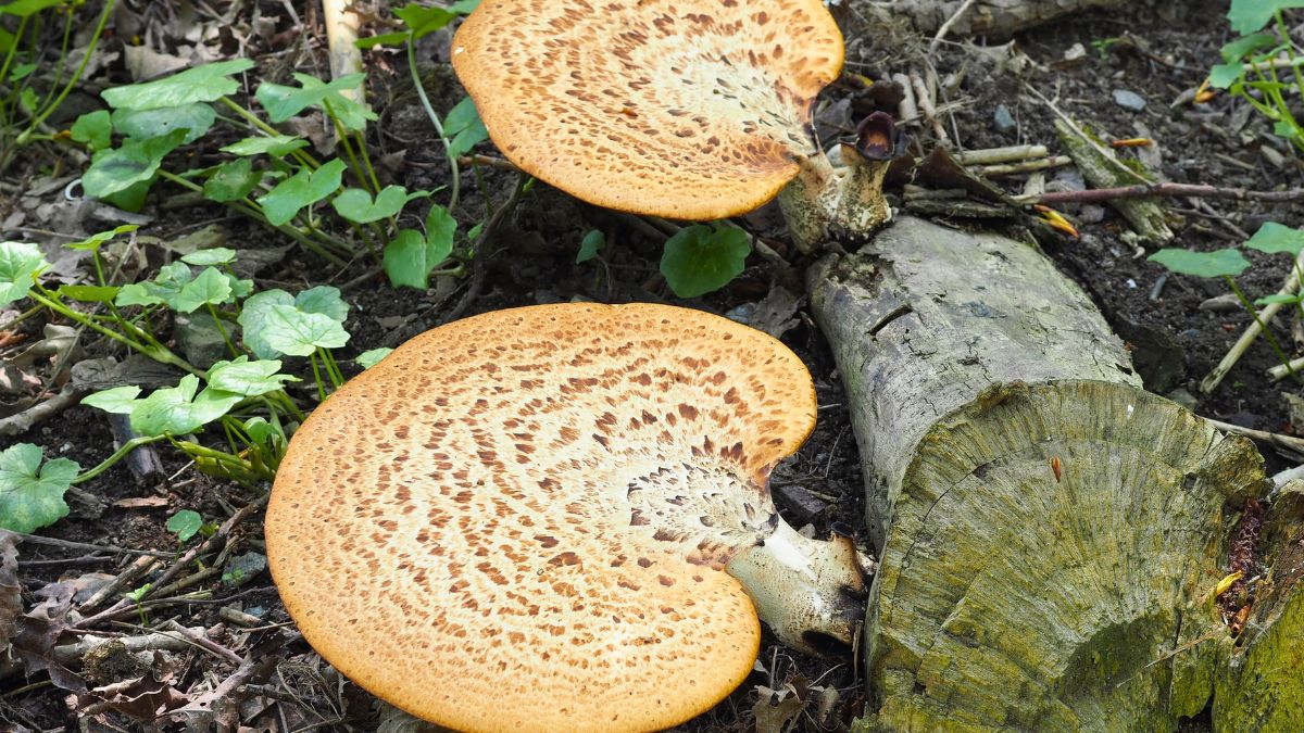 Te grzyby świetnie smakują z patelni