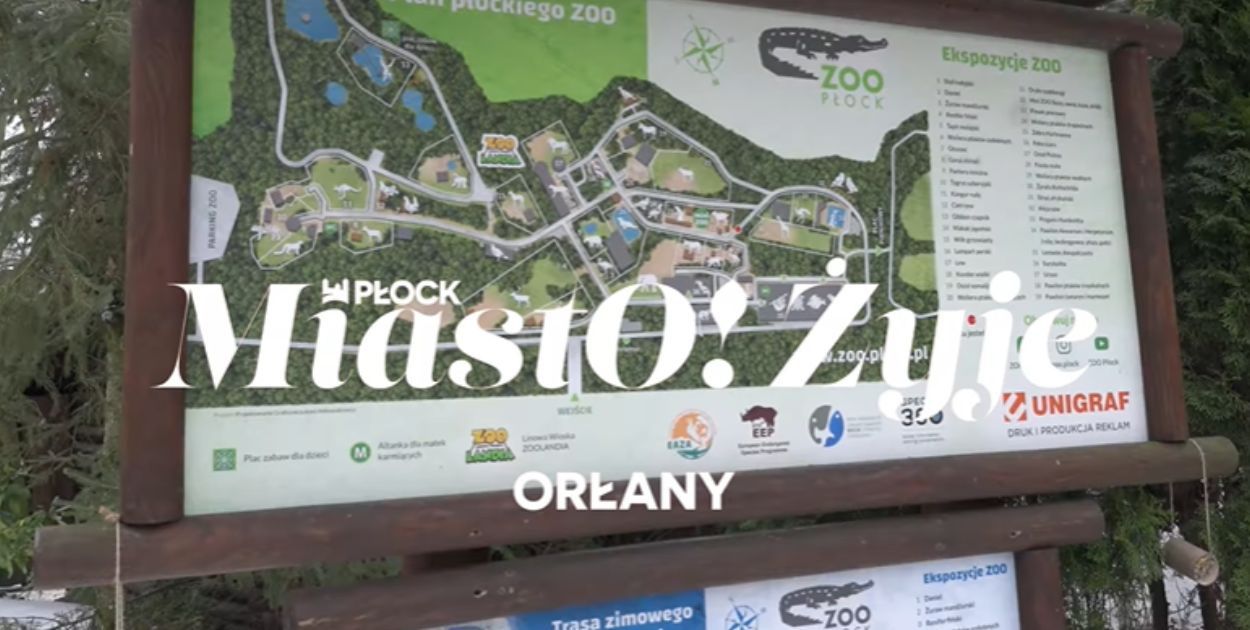MiastO!Żyje - Mieszkania na start, Nowy woliera dla Orłanów - 13.02.26r.