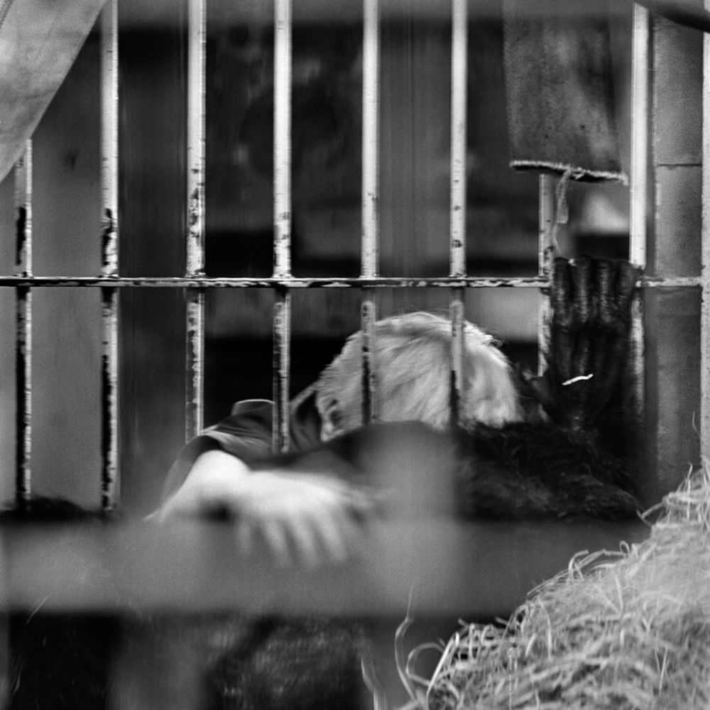 Bardziej ludzkie od ludzi. Wyjątkowe portrety zwierząt autorstwa Jacka Kusza [wywiad] 12