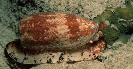 Piękna, ale śmiertelnie groźna. Tej muszli lepiej nie podnosić na plaży