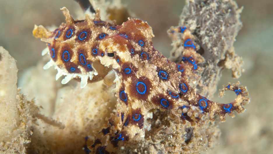 Ośmiornice z rodzaju Hapalochlaena zamieszkują głównie wody Oceanu Spokojnego 