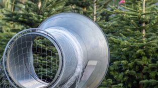 Wielkie choinkobranie w Zagłębiu. Zapomnijcie o choinkach z marketów