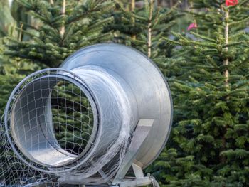 Wielkie choinkobranie w Zagłębiu. Zapomnijcie o choinkach z marketów