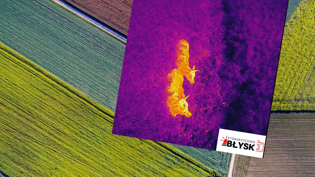 Krowy uciekły z gospodarstwa. Były niebezpieczne dla ludzi