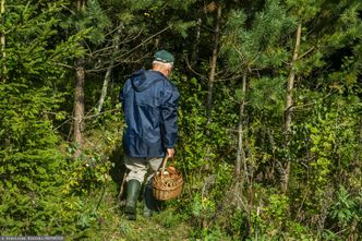 Tego nie zbieraj w lesie. Grozi grzywna, a nawet więzienie