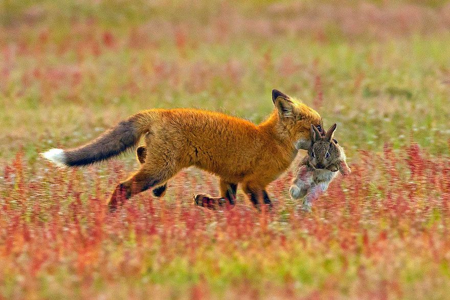 Walka dwóch drapieżników i wola przetrwania, uchwycona na genialnych zdjęciach 2