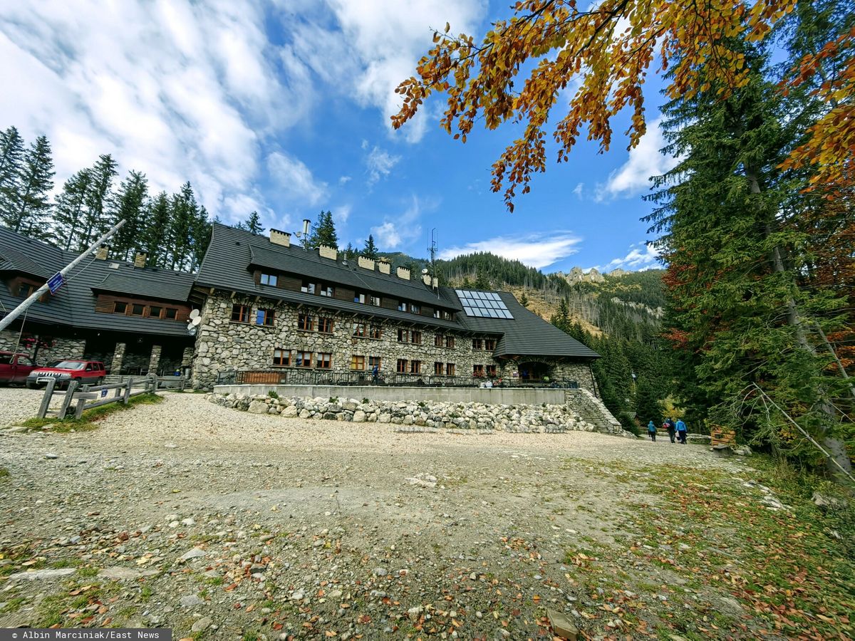 psy, zakopane, dolina chochołowska Dramatyczne sceny w Tatrach. Zagryziony szczeniak na oczach dzieci