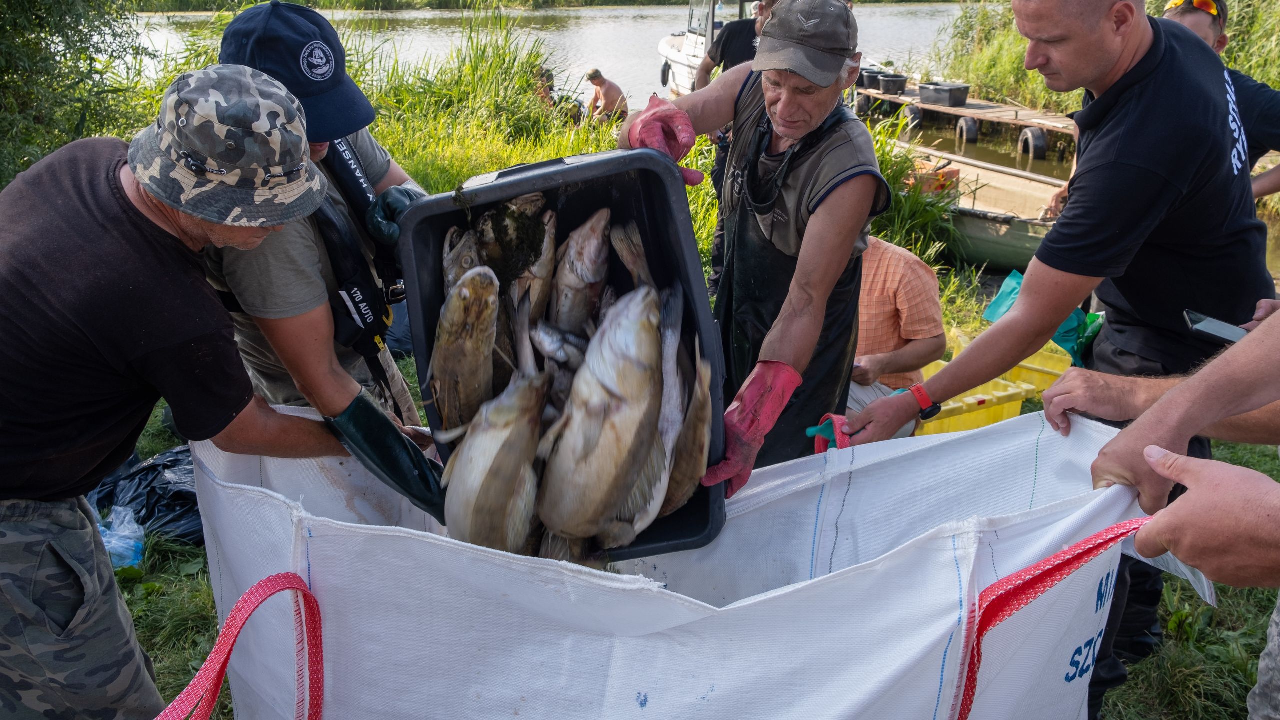 Katastrofa ekologiczna do tarla do Parku Krajobrazowego Doliny Dolnej OdryKlucz 16.08.2022. Park Krajobrazowy Doliny Dolnej Odry, Kanal Klucki. Straz Rybacka i wedkarze z przystani wedkarskie Sumik, wylawiaja z Odry sniete ryby.,Image: 714417534, License: Rights-managed, Restrictions: , Model Release: no, Credit line: Dariusz Gorajski / ForumDariusz Gorajski / ForumKanal Klucki, Odra, Park Krajobrazowy Doliny Dolnej Odry, katastrofa ekologiczna, ryby, rzeka, straz rybackasniete ryby, wedkarze, category_code_dis, category_code_env