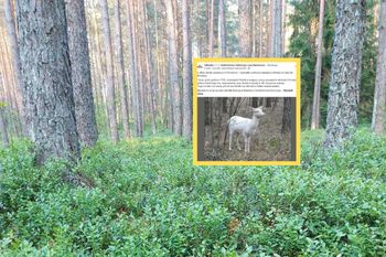 Zatrzymał się, by lepiej się przyjrzeć. To nie była sarna