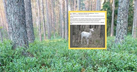 Zatrzymał się, by lepiej się przyjrzeć. To nie była sarna