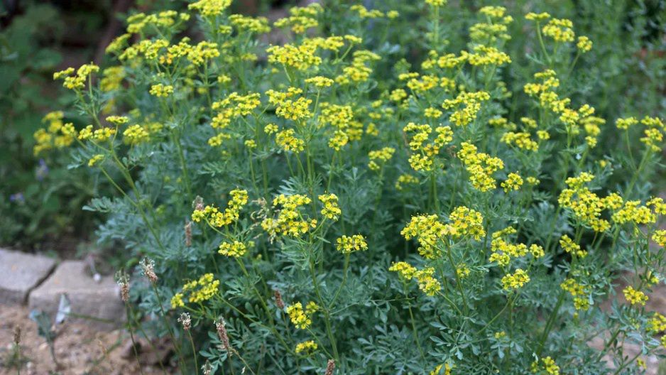 Barszcz Sosnowskiego to roślina inwazyjna
