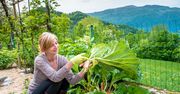 Nie wyrzucaj liści rabarbaru. Tak wykorzystasz je w ogrodzie