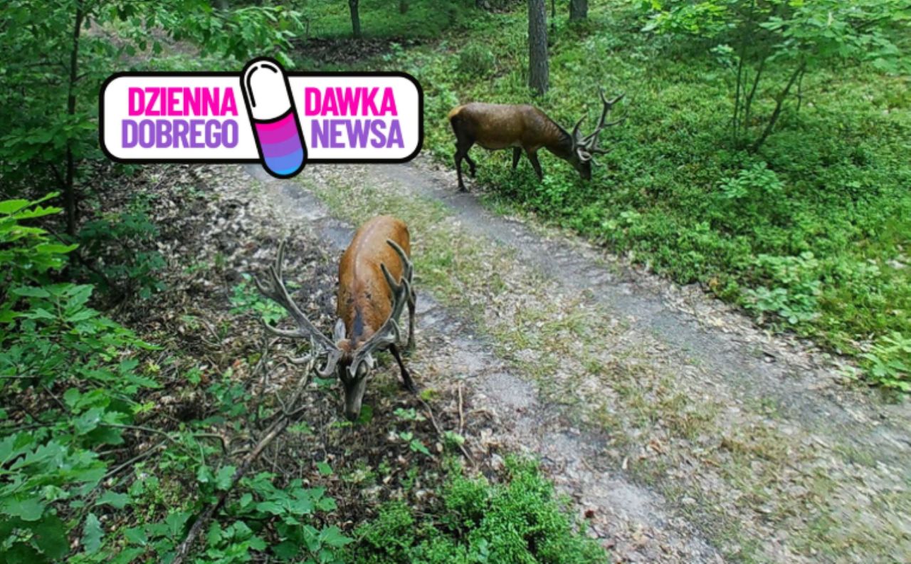 Zaraz zacznie się w lasach. Leśnicy nie mają wątpliwości