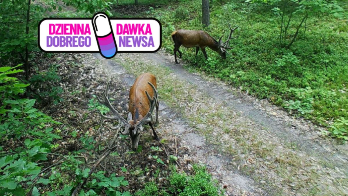 Rykowisko coraz bliżej. Leśny koncert może zachwycać
