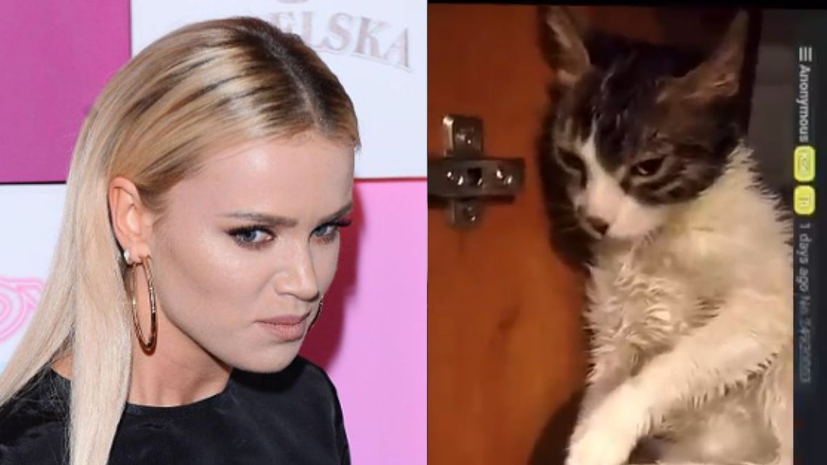 Poszukujemy SADYSTY, który w bestialski sposób znęca się nad swoim kotem!