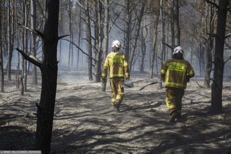 Pożary lasów kosztują krocie. Oszacowano tegoroczne straty