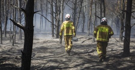 Pożary lasów kosztują krocie. Oszacowano tegoroczne straty