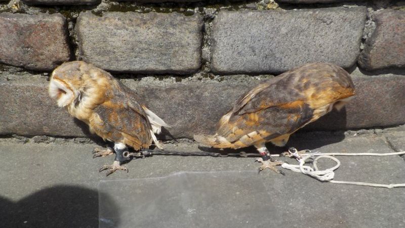 Więził sowy i zarabiał robiąc z nimi zdjęcia turystom