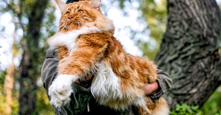 Te rasy kotów uwielbiają przytulanie. Nie odstępują człowieka na krok