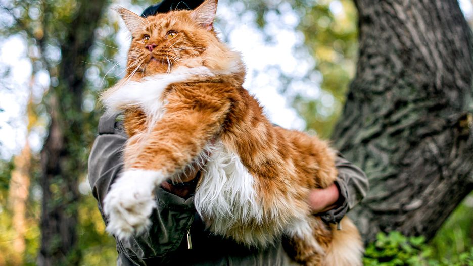 A girl holding in arms a gigantic maine coon cat in forest in summer.
cat, girl, animal, pet, cute, pretty, woman, beauty, beautiful, maine coon, fur, friendship, domestic, maine coon cat, person, fun, smile, mammal, happiness, friends, happy, love, nature, holding, background, wild, feline, carrying, big cat, hold, female, fluffy cat, adorable, isolated, purebred, huge, friendly, embrace, mainecoon, furry, gigantic, tenderness, stunning, fluffy, paws, heavy, best friends, domestic cat