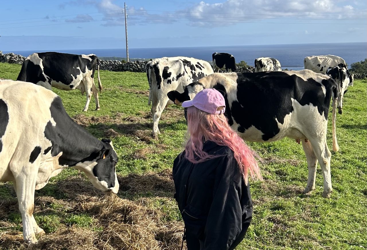Nietypowa atrakcja na Azorach. "One są dla mnie jak rodzina"