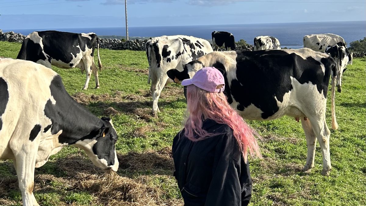 Na wyspie Terceira można spędzić dzień z krowami 