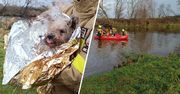 Pies wpadł do Warty. Akcja strażaków