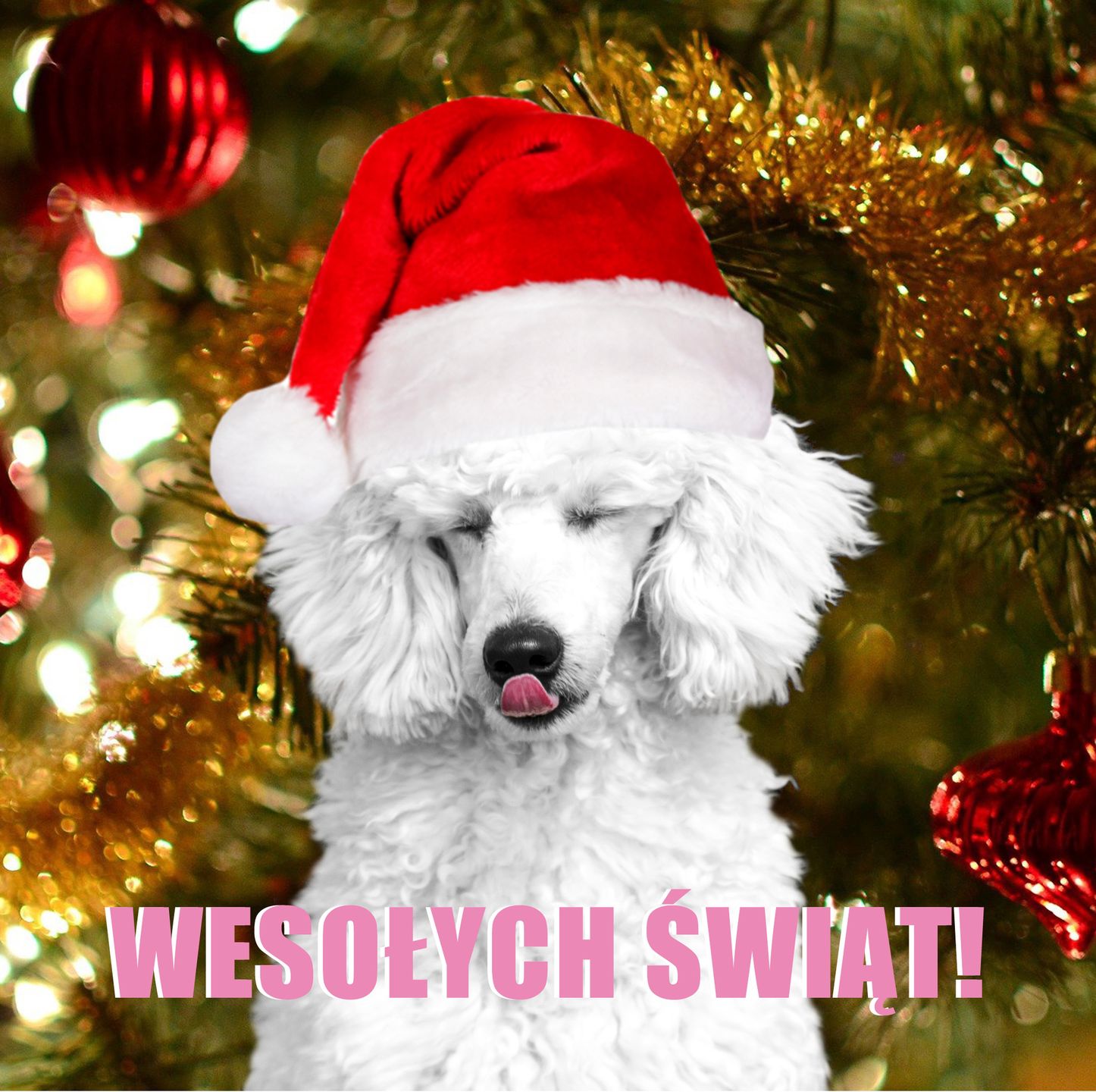 Pudelek życzy Wesołych Świąt! 