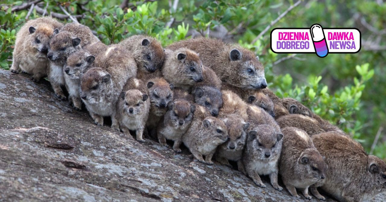 Nowe maluchy w zoo w Warszawie. Krewni słoni i ich dziwne sekrety