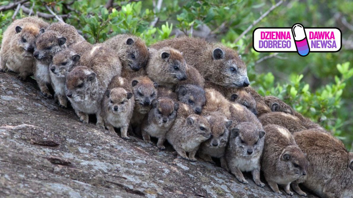 Nowe maluchy w zoo w Warszawie. Krewni słoni i ich dziwne sekret