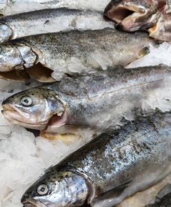 Tak można się naciąć na świątecznych rybach. Hodowcy tłumaczą