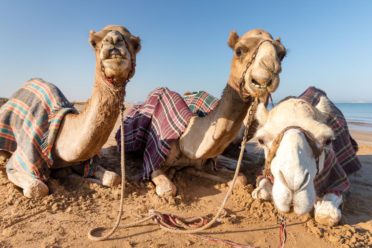 Zjednoczone Emiraty Arabskie zimą. "Najlepszy moment"
