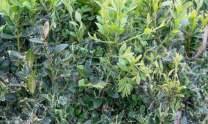 Naturalny wróg ćmy bukszpanowej. Szkodnik zniknie w mgnieniu oka