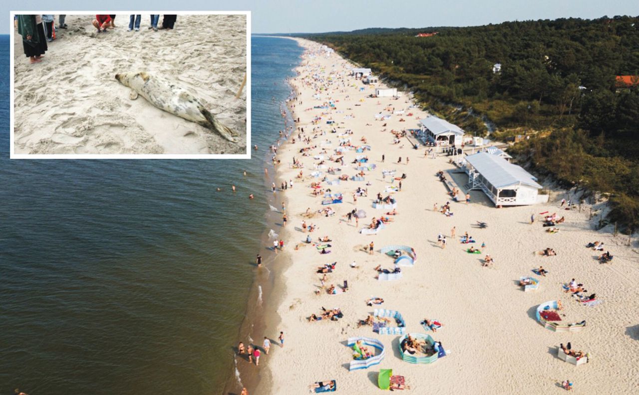 Martwe foki znów nad Bałtykiem. Fetor na plażach? Mamy wyjaśnienie