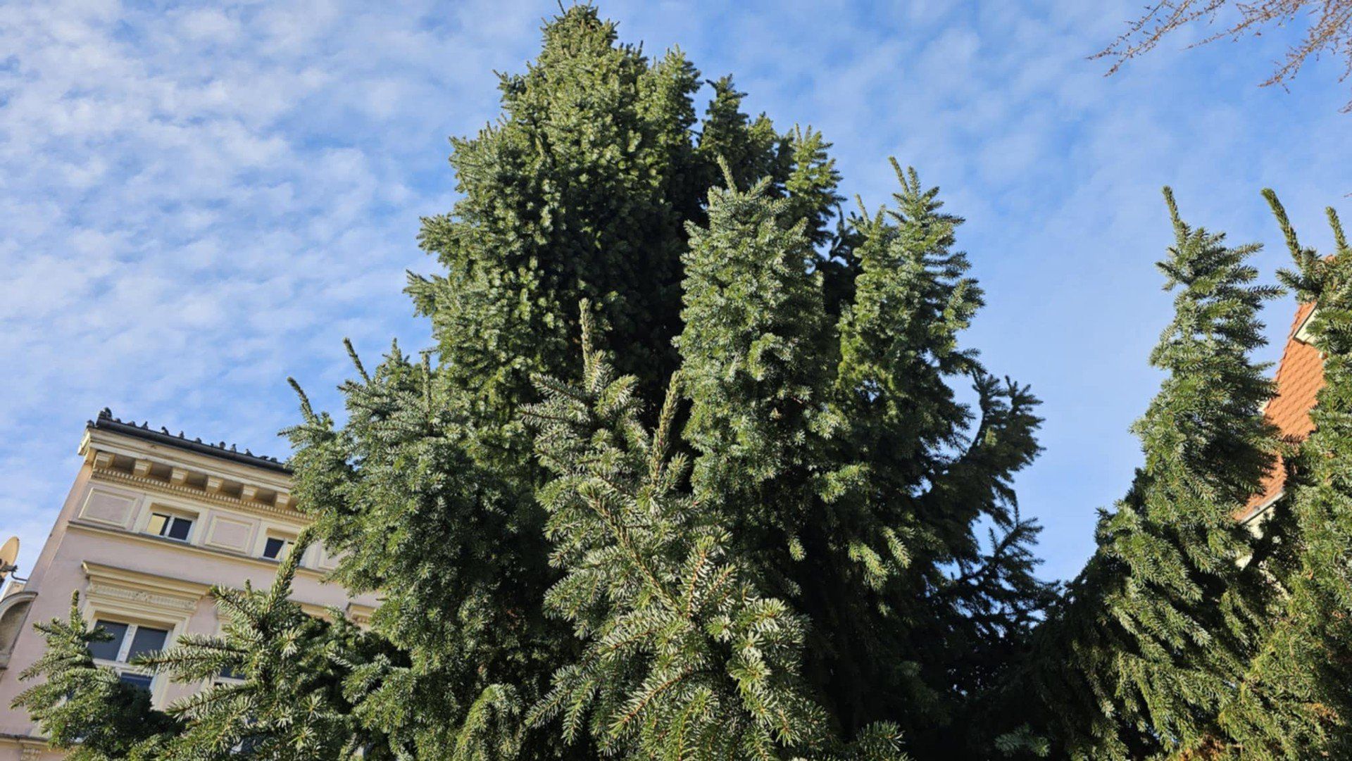 Choinka na deptaku w Zielonej Górze już jest!