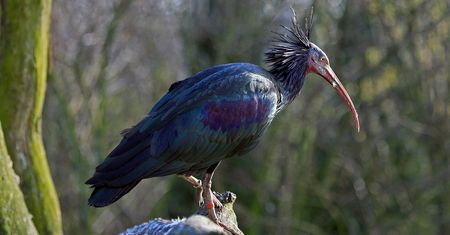 Jest zagrożony wyginięciem. Rzadki ibis grzywiasty pojawił się w Portugalii