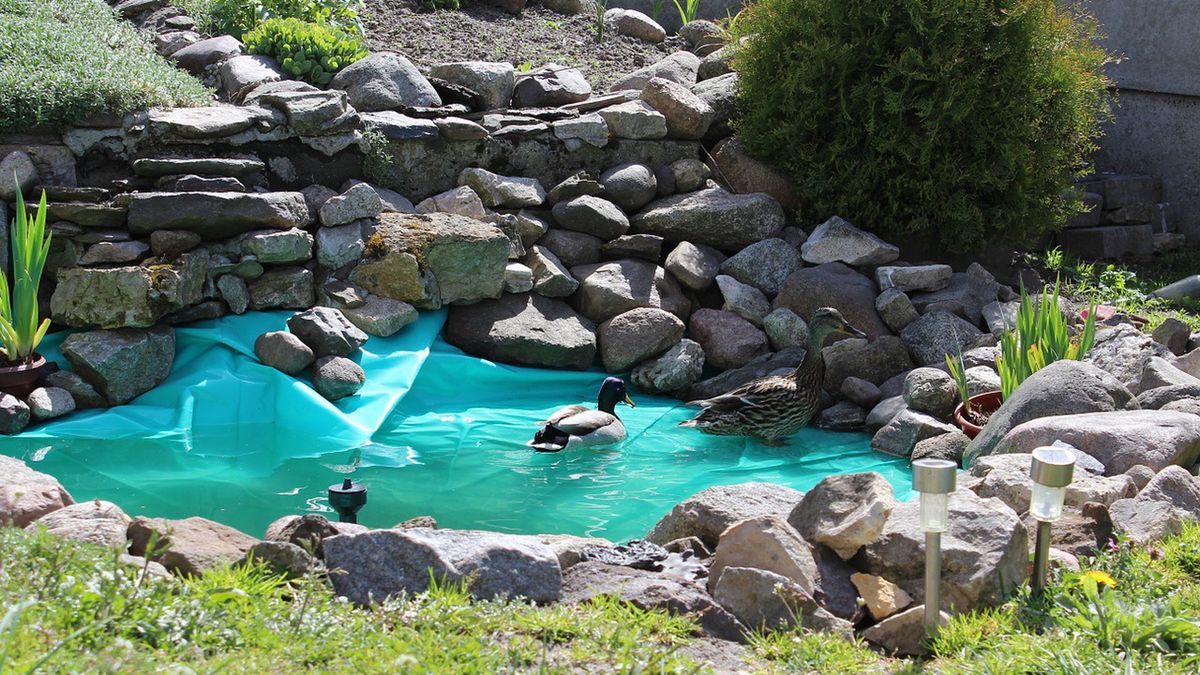 Oczko wodne. Program "Moja woda"