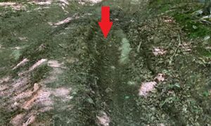 Pokazał zdjęcie z lasu. Nie krył oburzenia. "Ciężko przemilczeć"